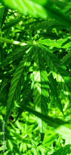 weed leaf in the backround