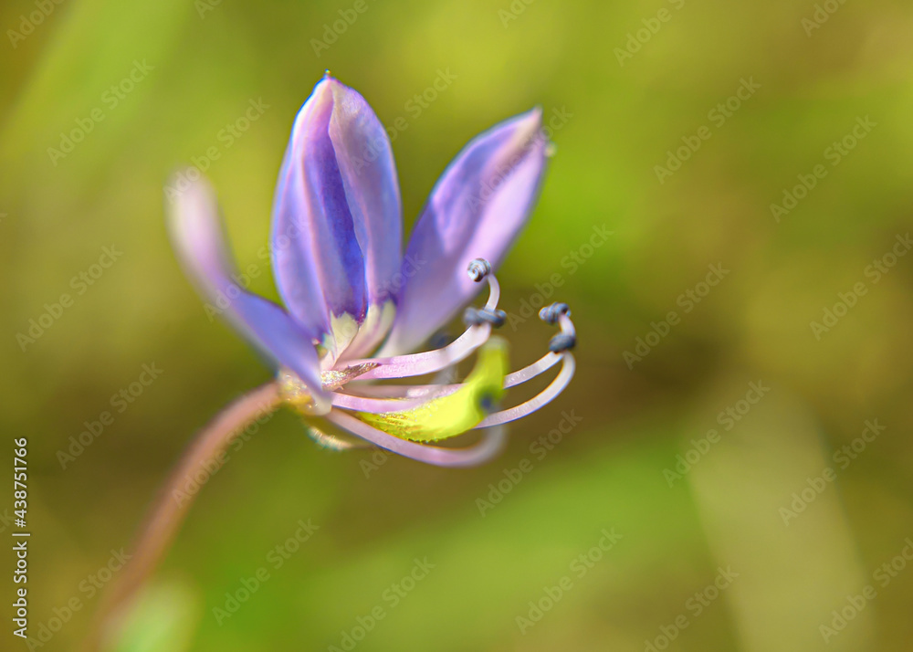 close up of a flower close up of a flower