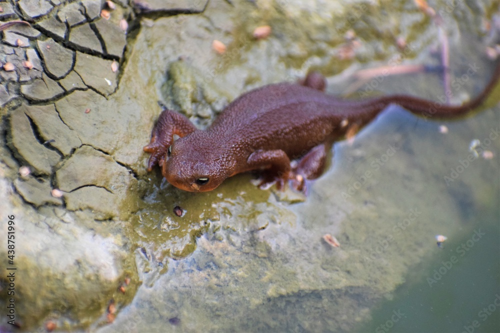 Salamander on a rock