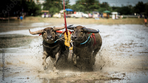 Na Pa Subdistrict, Ban Bueng District, Chon Buri, Thailand July Water buffalo racing tradition is a folk sport of Chon Buri people during the rice farming season