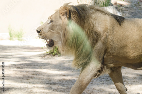 Fototapeta Naklejka Na Ścianę i Meble -  Male lion at Riga Zoo.