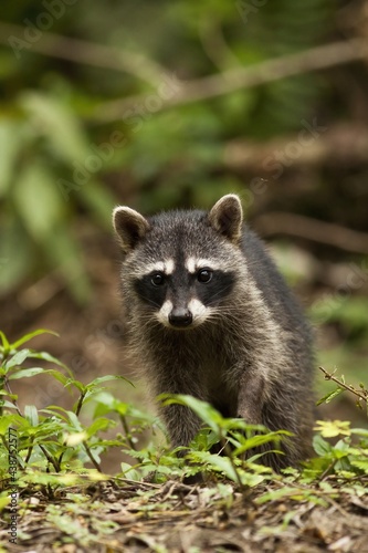 Vertical composition of a young raccoon walking on the ground in a jungle. Wild mammal with adorable eyes approaching from front view. Animal with black and white fur.