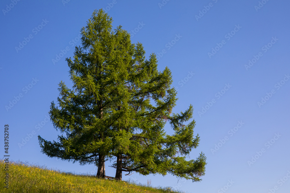 Zwei Bäume auf einem Hügel