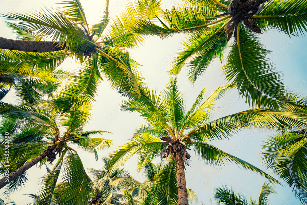 Fototapeta premium Palm trees on the tropical beach