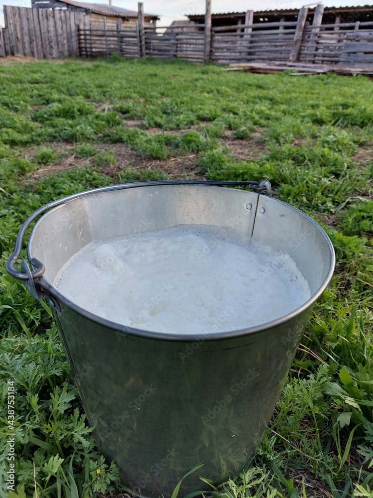 Fresh milk in the bucket