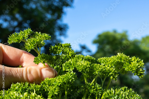 A woman's hand is picking parsley on the balcony against a blue sky with copy space 