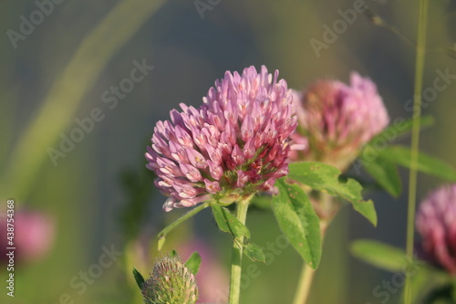 Trifolium pratense, red clover. Pink clover flowers close-up in green foliage in sunlight against a purple-blue sky. Close-up of red clover flowers in the meadow. Pink wildflowers background.