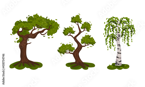 Different Trees as Perennial Plant with Trunk  Branches and Leaves Vector Set