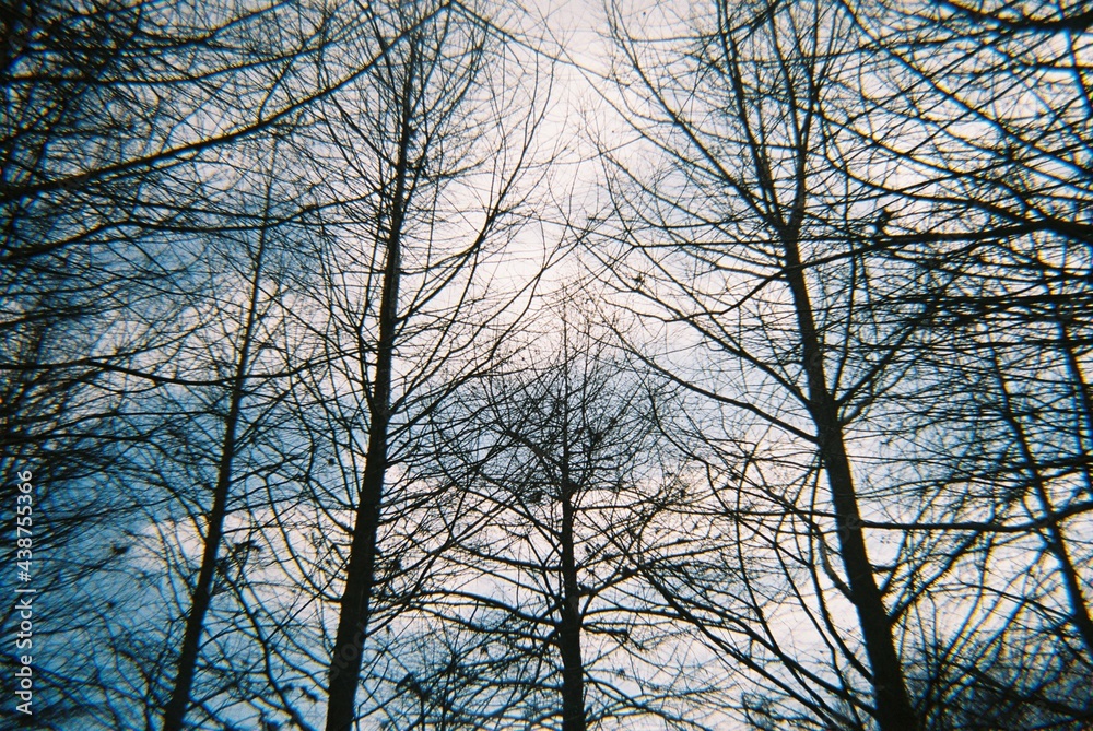 trees and sky
