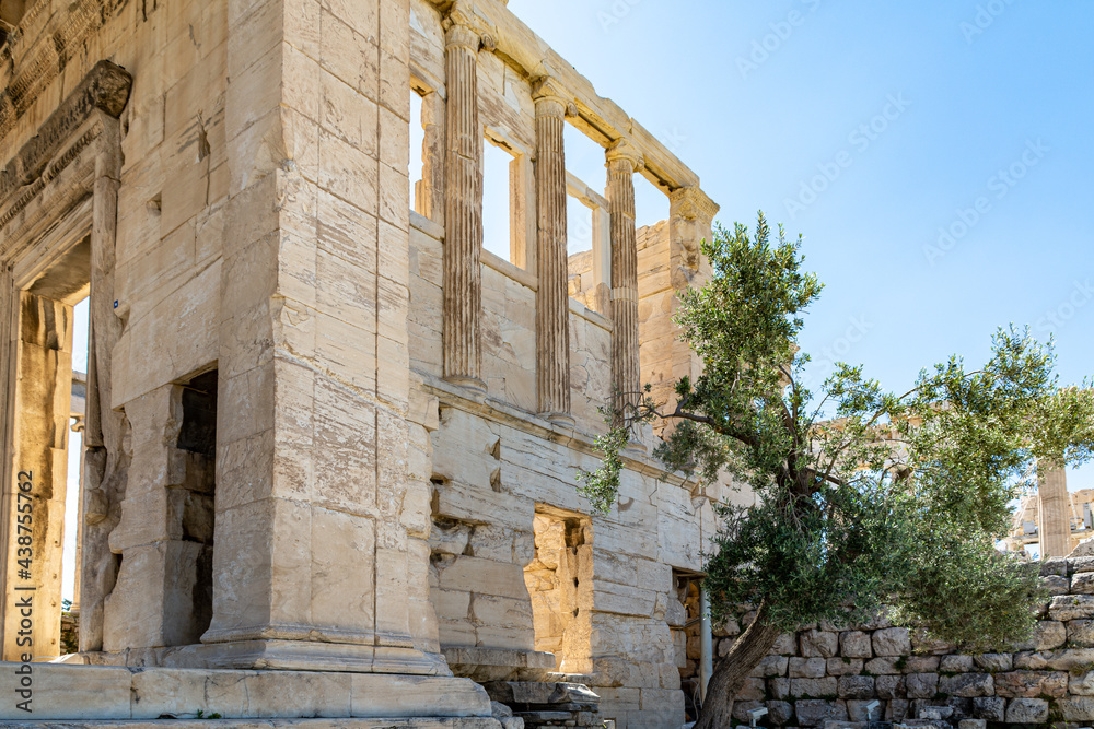 Erechtheion Temple with an olive tree in front of the ancient temple on the Acropolis in Athens, Greece