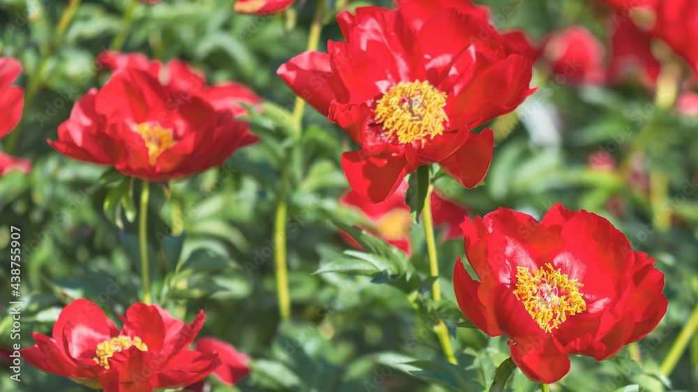 Herbaceous peony 