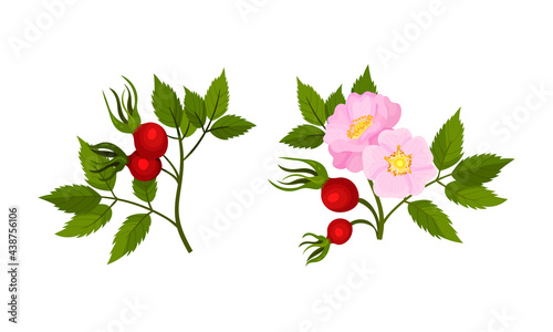 Tender Pink Flowers of Rosa Canina or Dog Rose Plant Specie with Mature Red Rose Hips Vector Set