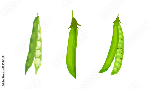Grain Legume or Pulse Crop with Pod and Beans Vector Set