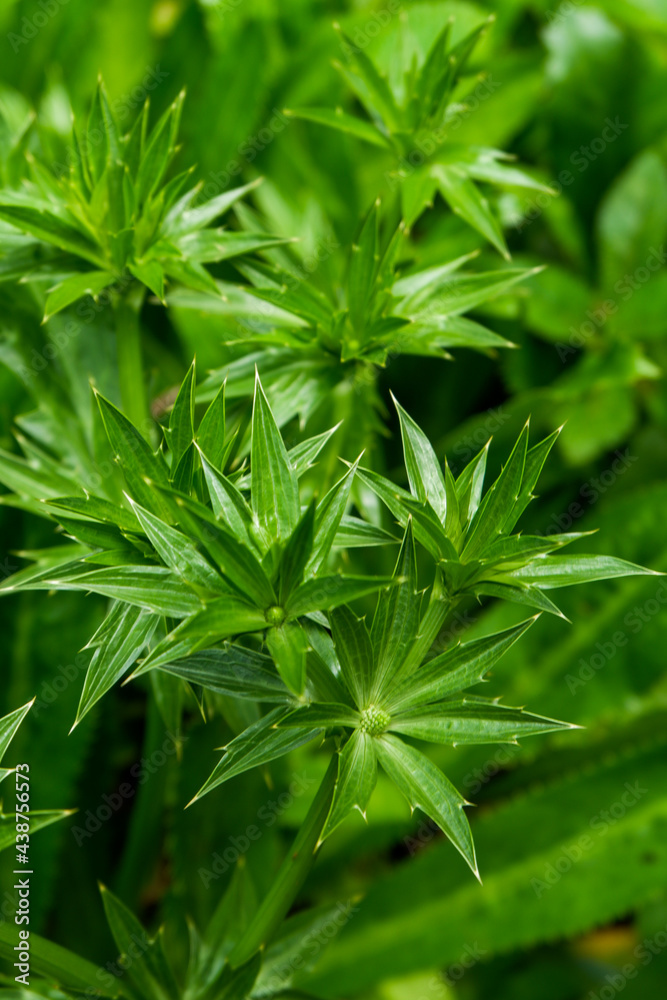 The photo is a photo of wild plants I took in the forest near my house.