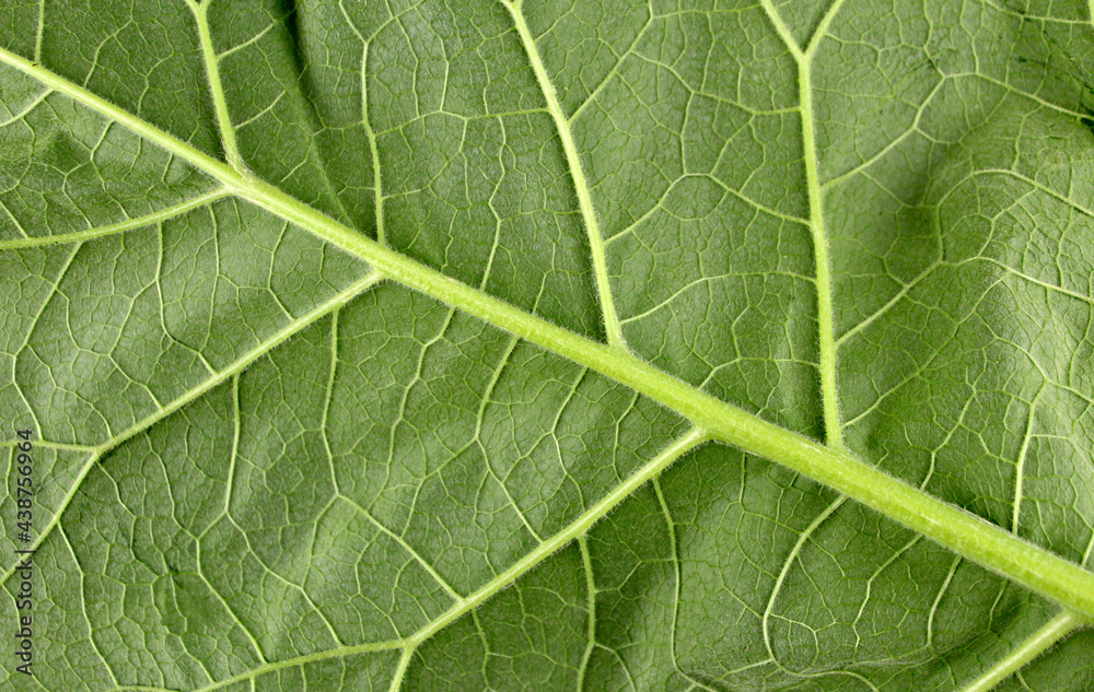 The reverse side of a large green leaf. Green burdock leaf The reverse side of a large green leaf. Green burdock leaf