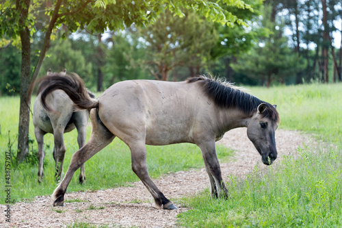 Semi-wild Polish Konik horses eating grass on a meadow near the forest