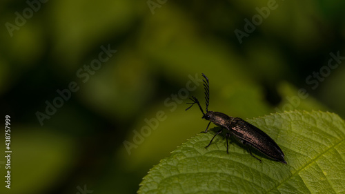 Käfer auf einem Blatt
