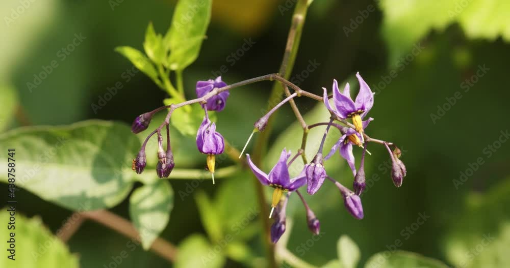 The flowers of Solanum dulcamara, the bittersweet The flowers of Solanum dulcamara, the bittersweet