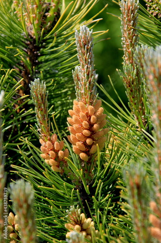 Yellow Pollen on a new pine blossom. Yellow pine cones from coniferous tree at june