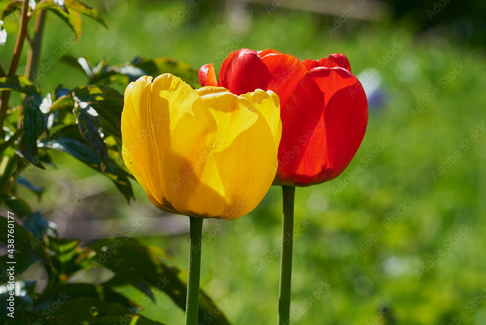 red and yellow tulips close up on green grass background in the garden red and yellow tulips close up on green grass background in the garden