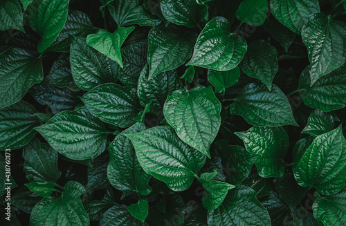 Natural green background of green leaves with vintage filter