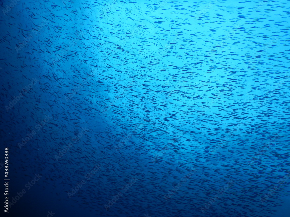 伊豆の海でダイビング中に前後上下左右囲まれたキビナゴの大群