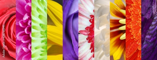 COLLAGE MULTICOLOR DE FLORES 