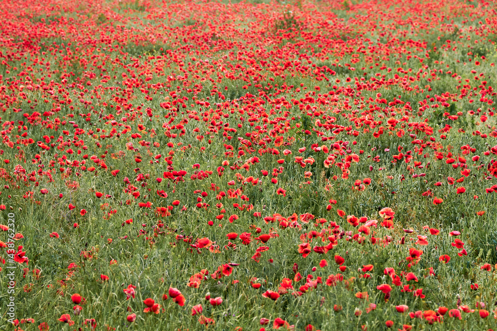 Poppy fields blooming in a sea of red, poppies 