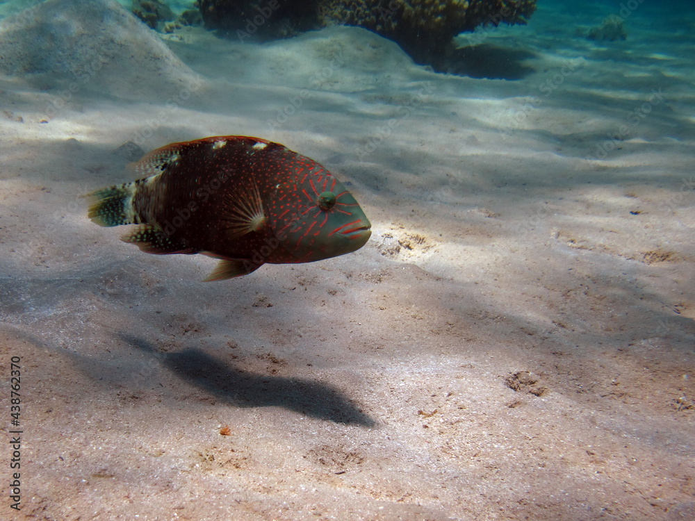 Obraz premium Beautiful fish on the Red Sea reef.