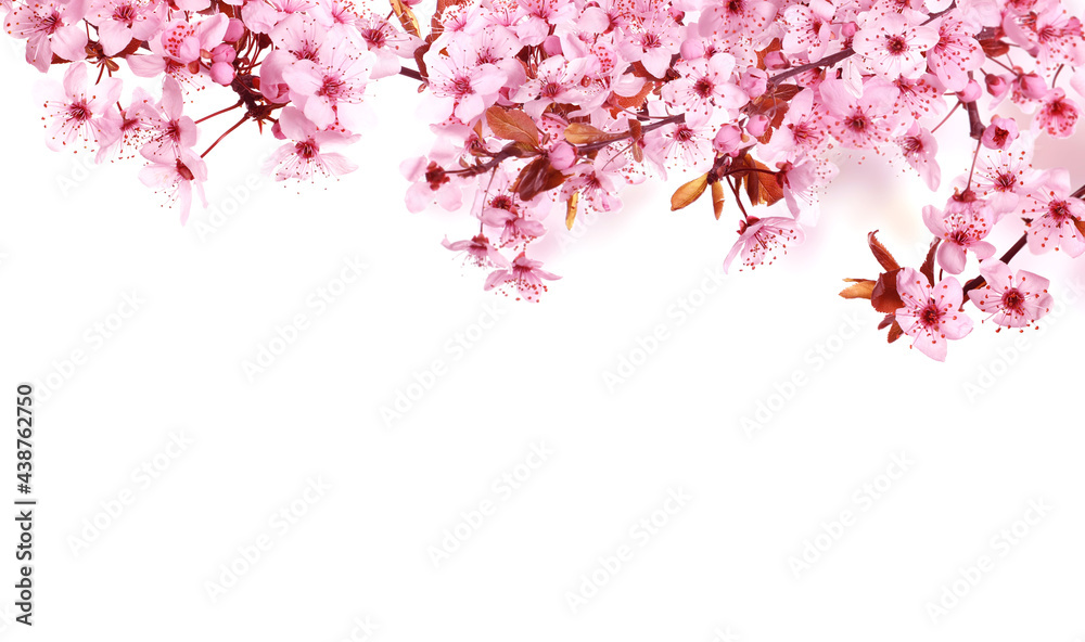Beautiful sakura tree branches with delicate pink flowers on white background Beautiful sakura tree branches with delicate pink flowers on white background