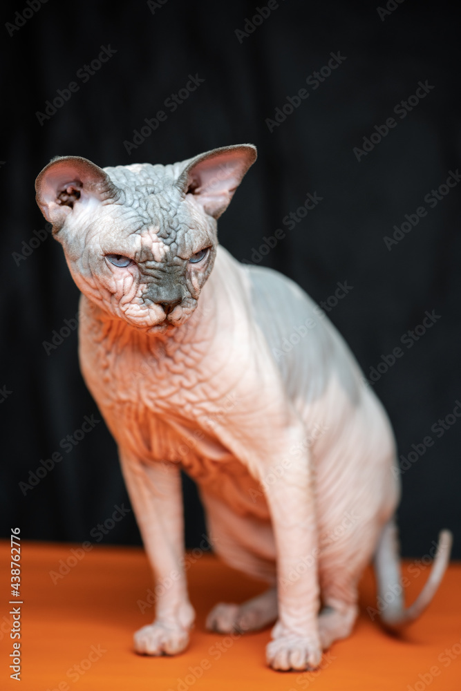 Full length portrait of Canadian Sphynx - breed of cat known for its lack of fur. Hairless male cat on orange and black background. Studio shot.