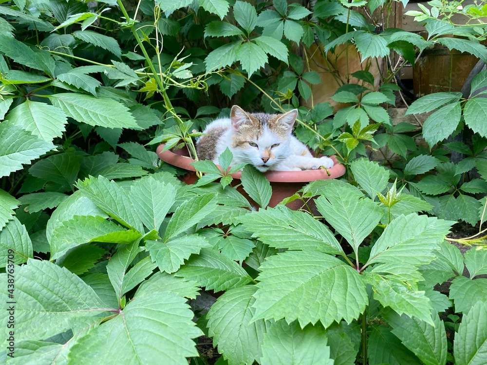 Cat lying down in a flower pot surrounded by fresh green foliage. Perhaps the cat thinks she is a flower too. Cat lying down in a flower pot surrounded by fresh green foliage. Perhaps the cat thinks she is a flower too.