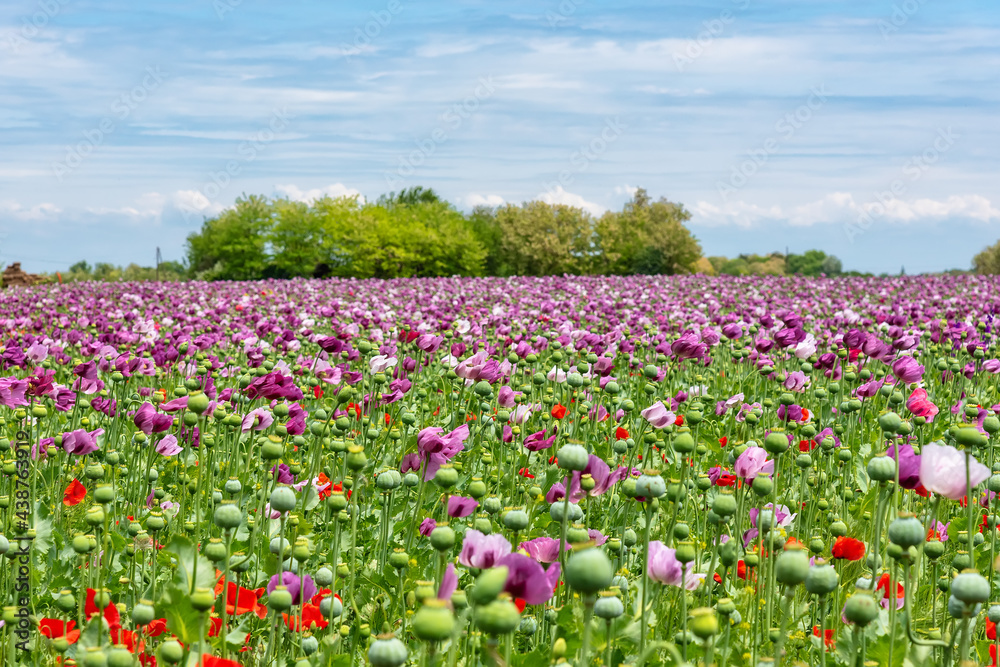 Field of bright red and violet poppy flowers in summer. Opium poppy field Field of bright red and violet poppy flowers in summer. Opium poppy field