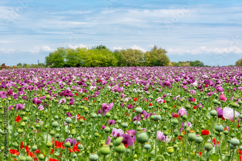 Field of bright red and violet poppy flowers in summer. Opium poppy field