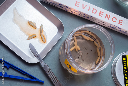 Valokuva Analysis of larvae from corpse involved in murder in crime lab, conceptual image