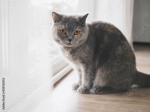 gray cat, domestic animal
