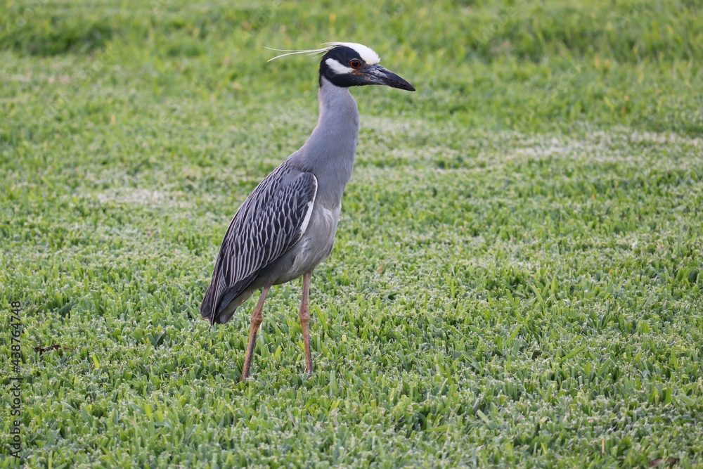 Fototapeta premium Crowned Night Heron Walking in Grass