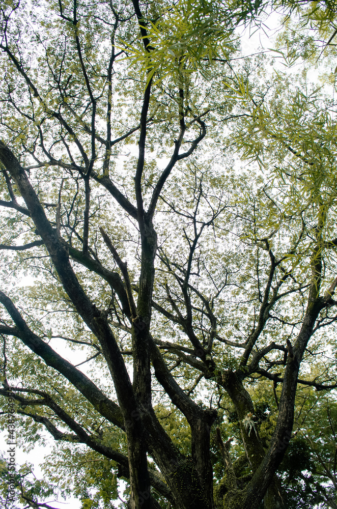 Obraz premium trees in the forest