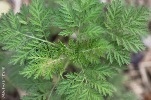 Artemisia annua plant
 photo