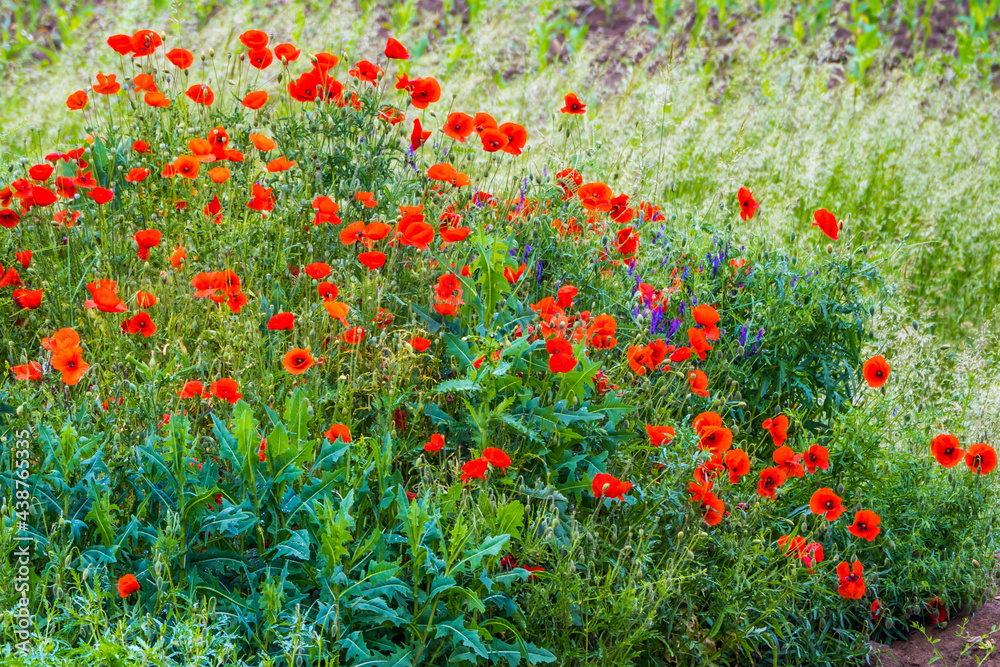 Natural spring pattern with numerous blooming red poppies