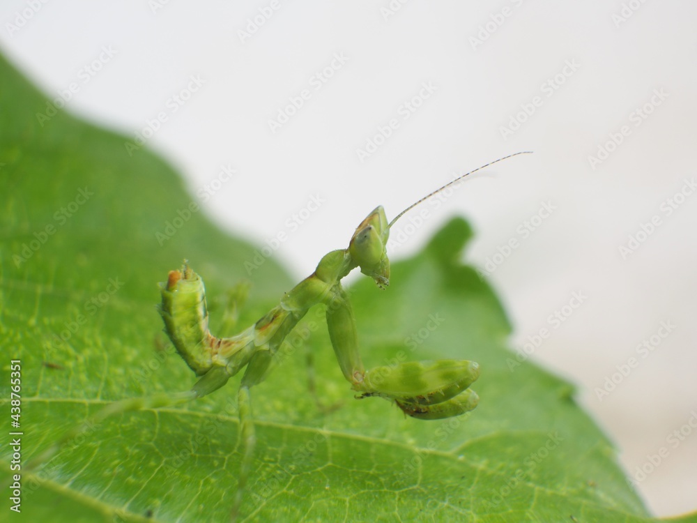 Praying Mantis standing on a green leaf.