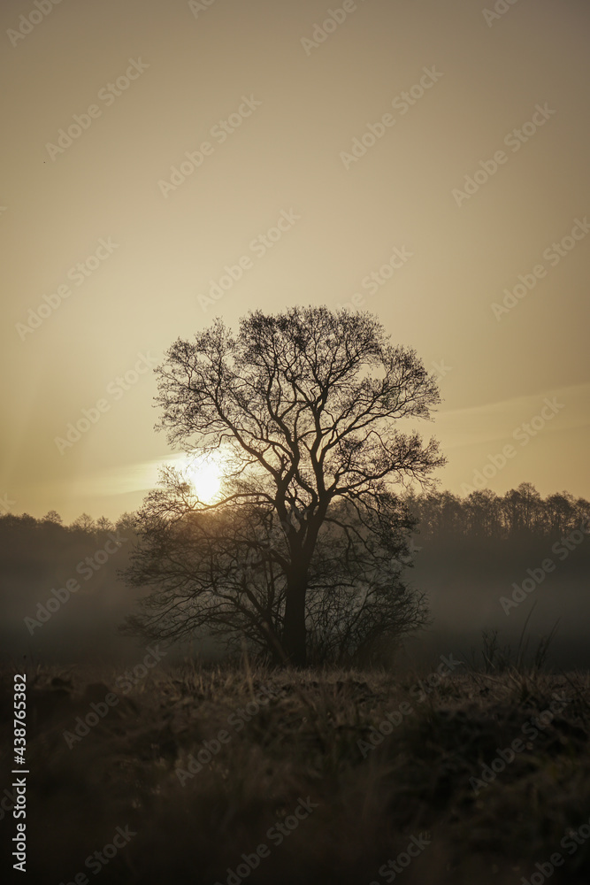 Autumn tree without leaves in the center of the frame at dawn. Beautiful autumn dawn - obrazy, fototapety, plakaty 