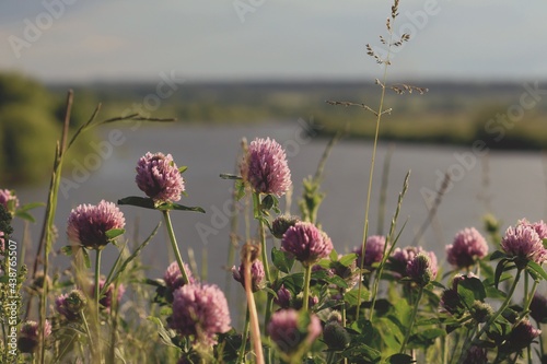 Pink clover flowers on the river bank in sunshine through the cloudy sky. Pink summer natural background. Red clover in a green meadow. Landscape with pink clover flowers on the river bank.