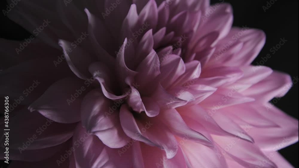 Dahlia Flower Bloom Timelapse Pink 02 Dahlia Flower Bloom Timelapse Pink 02