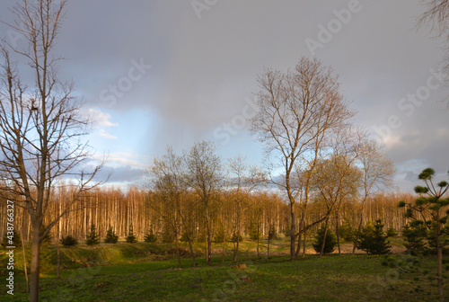 Spring sky with clouds over the forest. Evening landscape at sunset. The trees are flooded with warm sunlight. Clouds leaving after rain