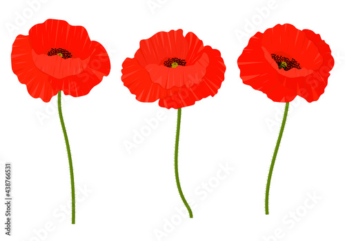 Poppies flowers vector illustration. Provence wildflowers 