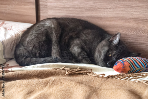 Sad sleepy cat lays on bed near his fish toy