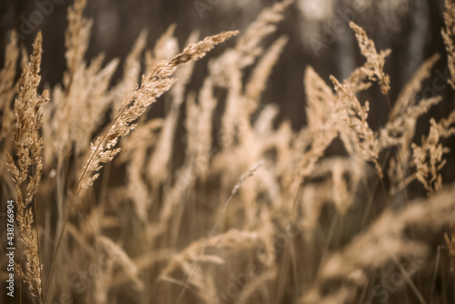 Dried reed grass in sunlight on blurred background