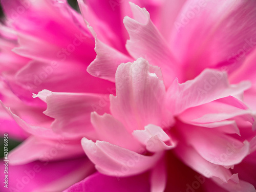 Closeup of pink peony flower petals. Natural soft background for your designs. © Viktoriia