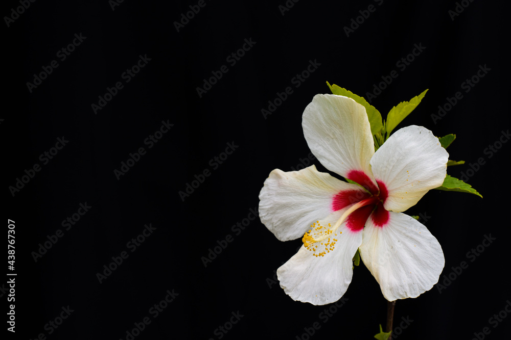 China Rose, white and red petals ,with yellow pollen stigma China Rose, white and red petals ,with yellow pollen stigma